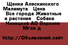 Щенки Аляскинского Маламута › Цена ­ 10 000 - Все города Животные и растения » Собаки   . Ненецкий АО,Верхняя Мгла д.